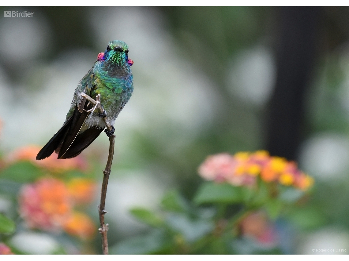 Colibri serrirostris