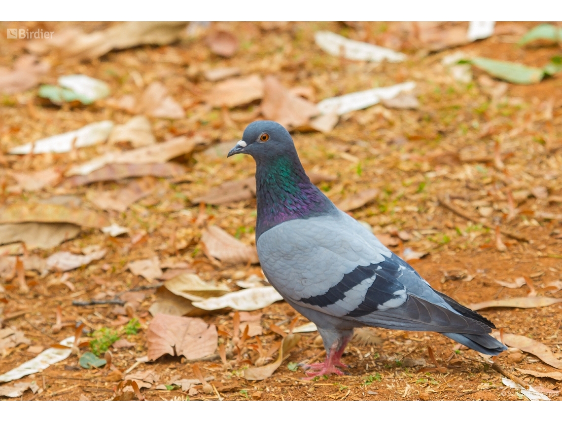 Columba livia