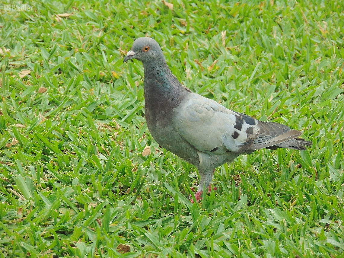 Columba livia