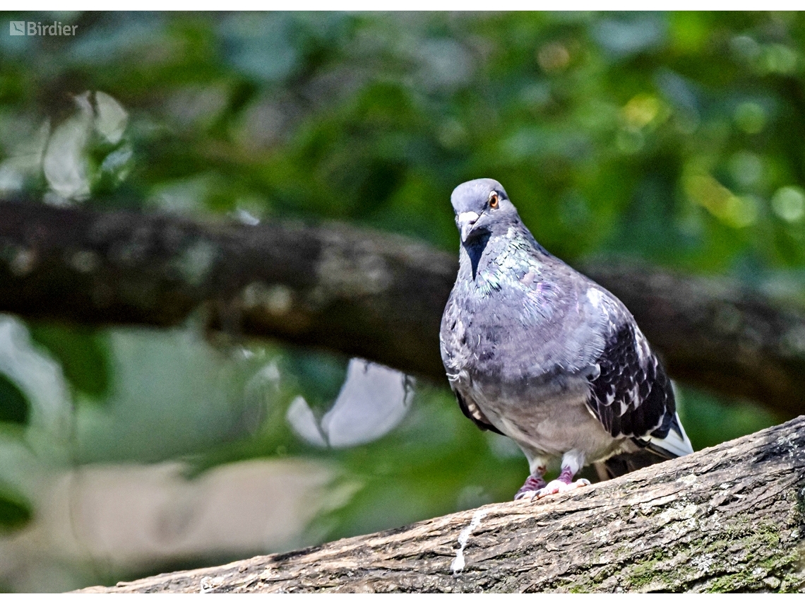 Columba livia