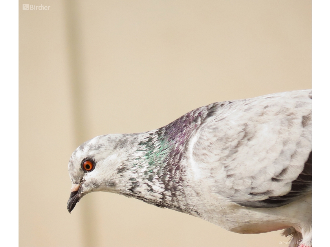 Columba livia