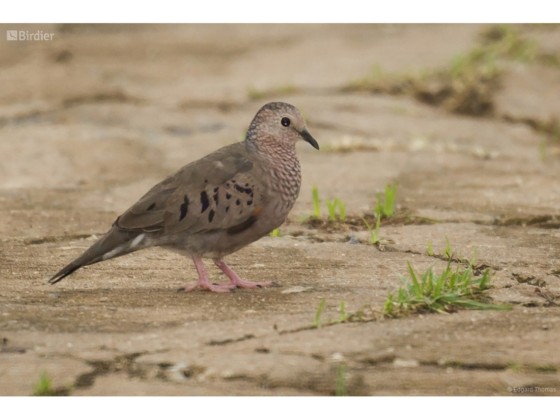 Columbina passerina