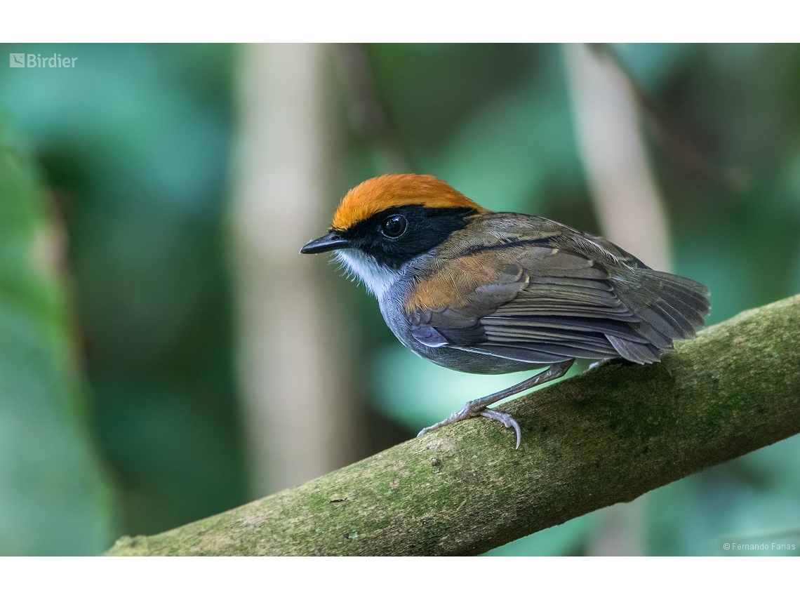 Conopophaga melanops