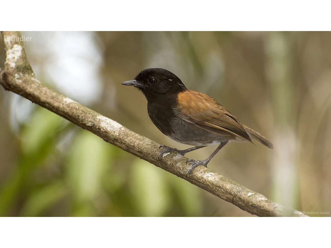 Conopophaga roberti