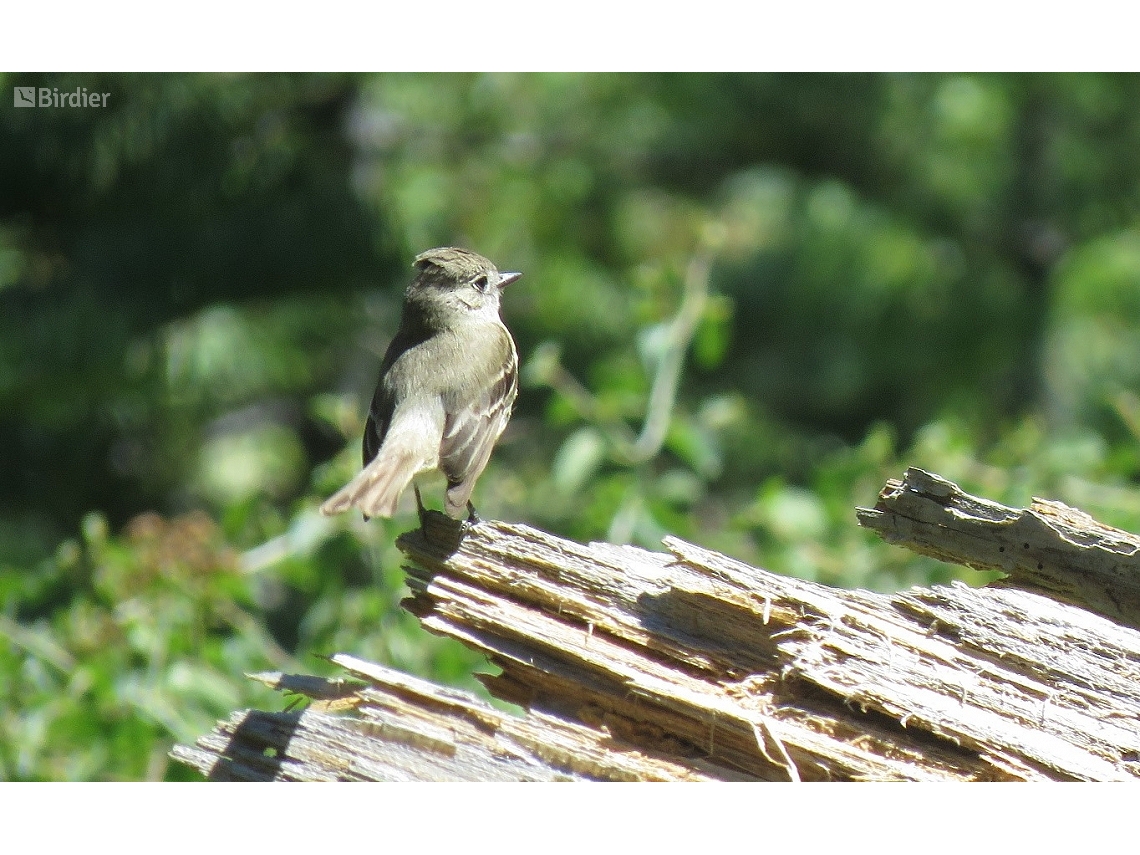 Empidonax oberholseri