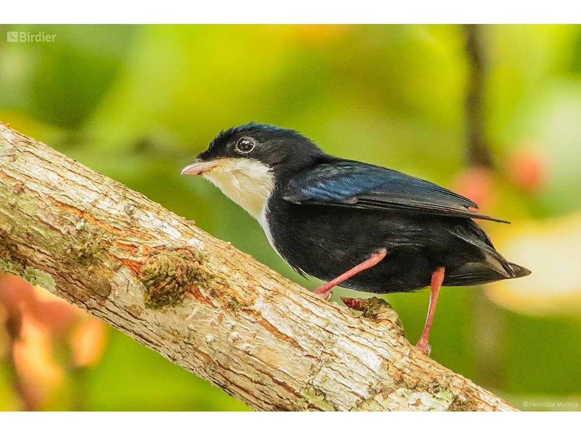 Corapipo gutturalis