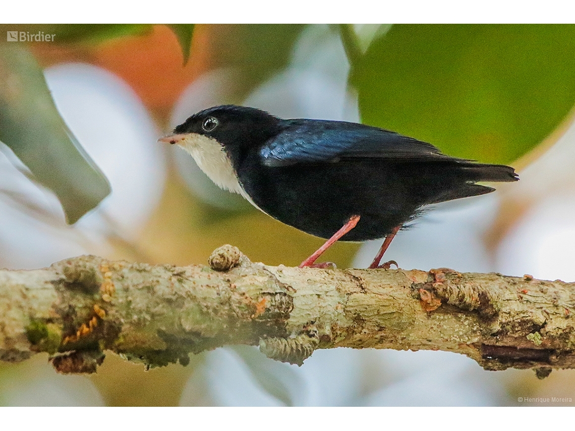 Corapipo gutturalis