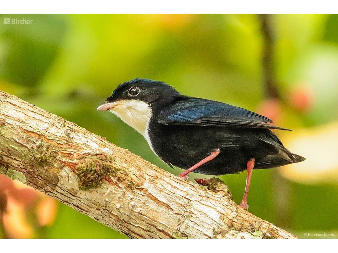Corapipo gutturalis