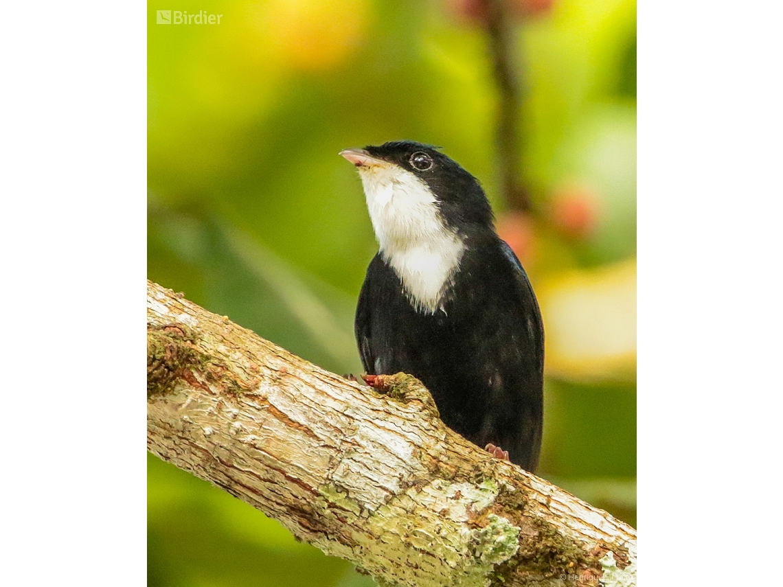 Corapipo gutturalis