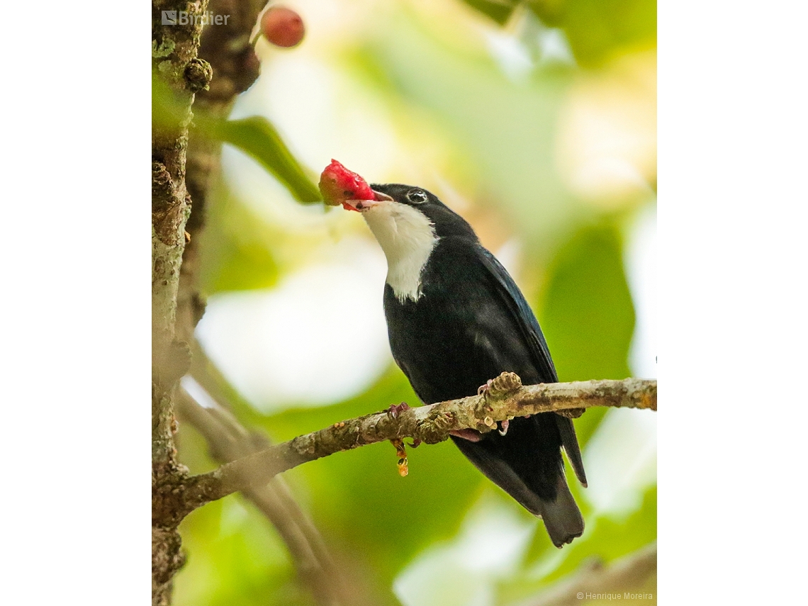 Corapipo gutturalis