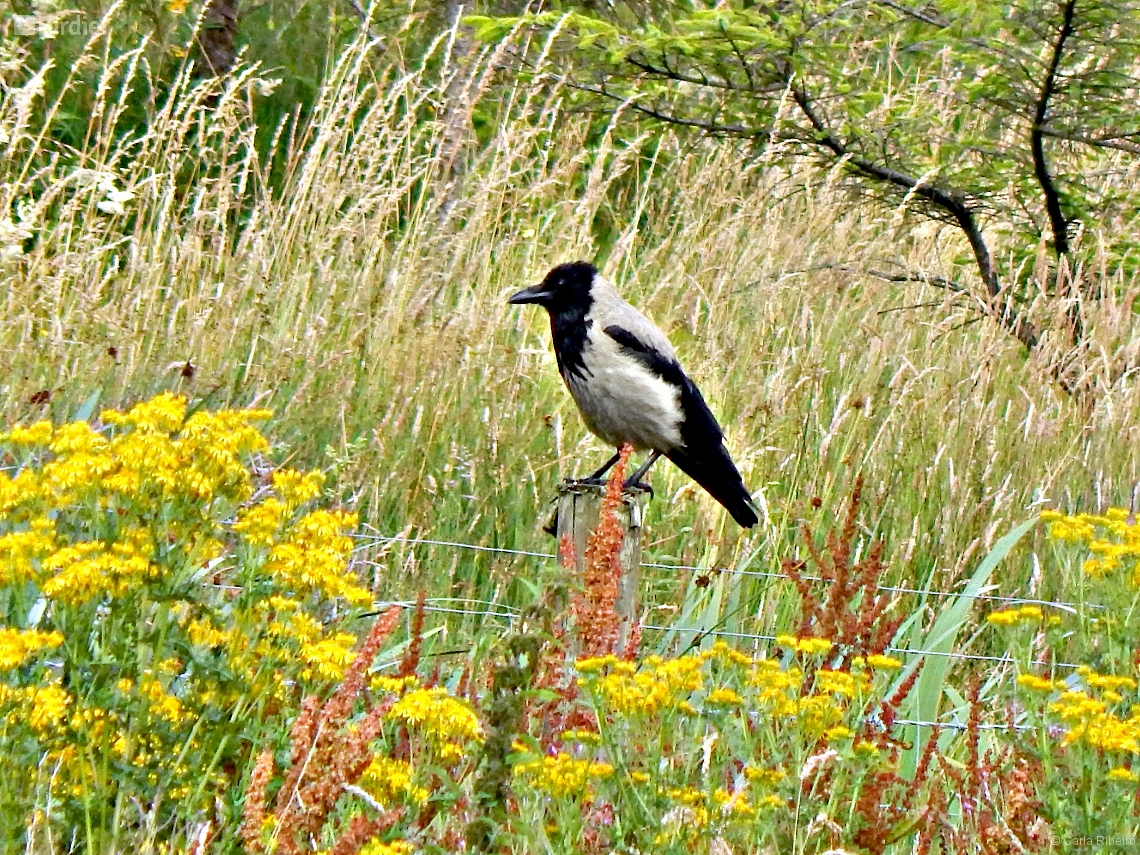 Corvus corone