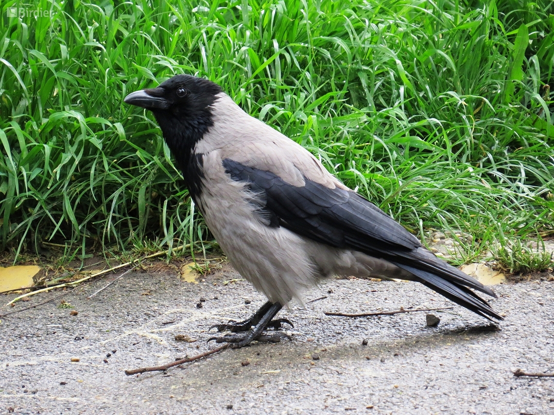 Corvus corone