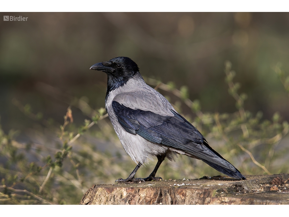 Corvus corone