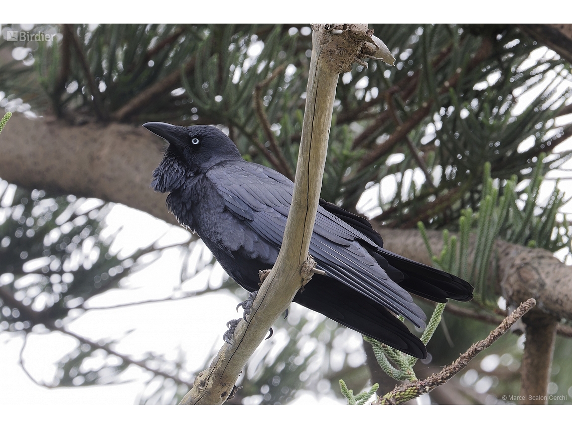 Corvus coronoides