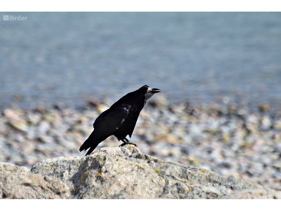 Corvus frugilegus