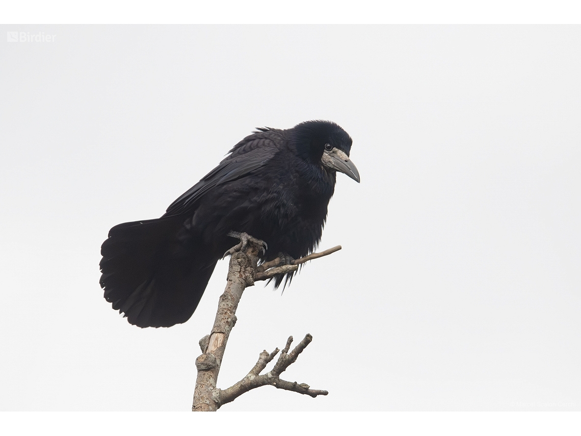Corvus frugilegus