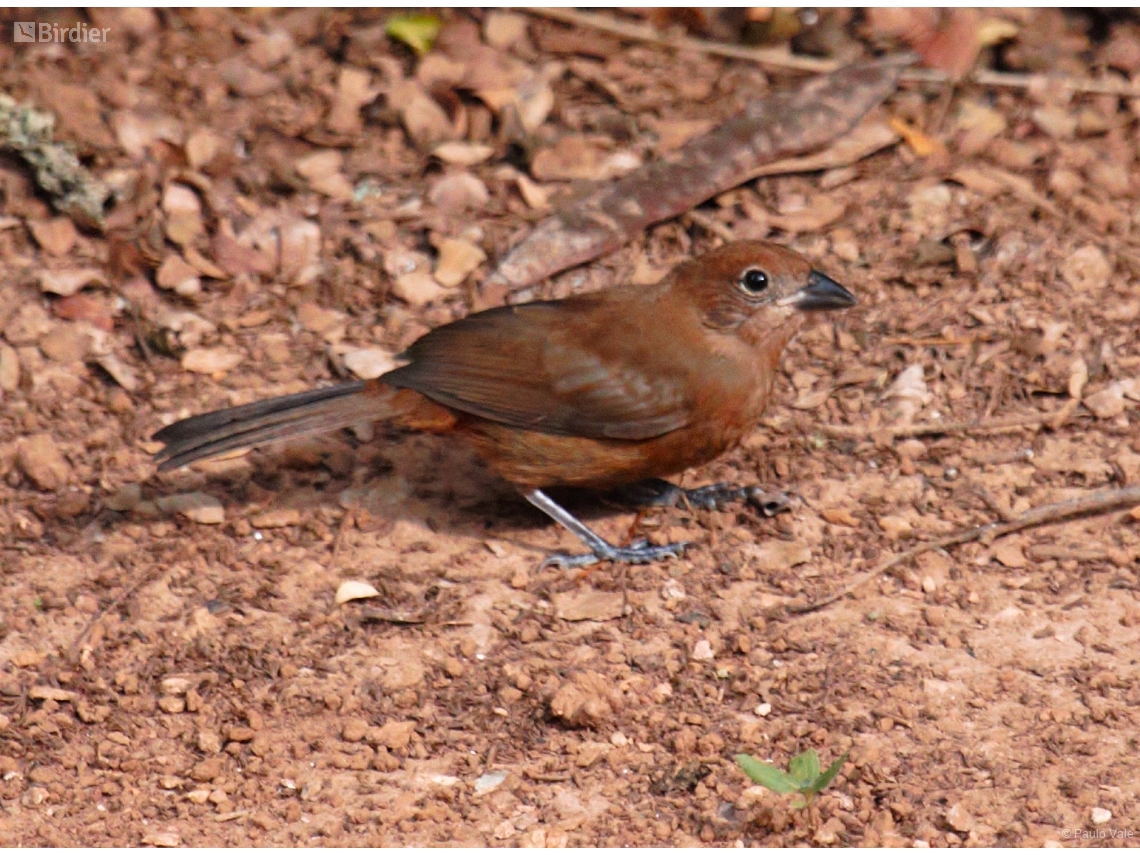 Coryphospingus cucullatus