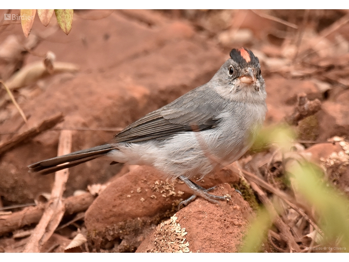 Coryphospingus pileatus