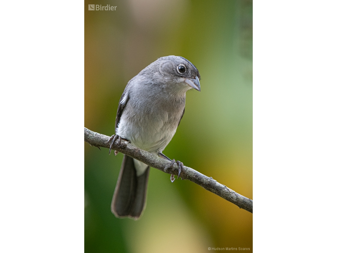 Coryphospingus pileatus