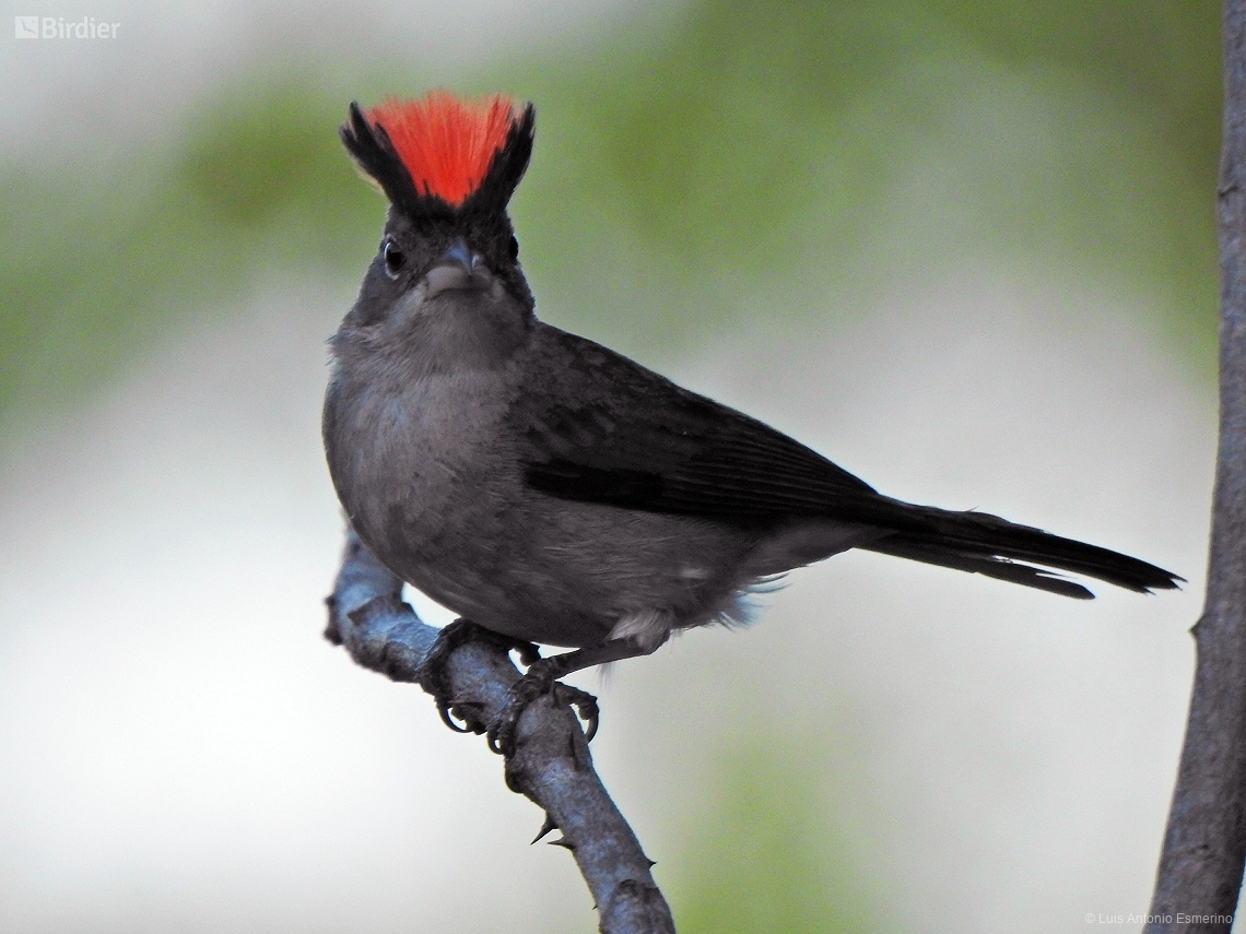 Coryphospingus pileatus