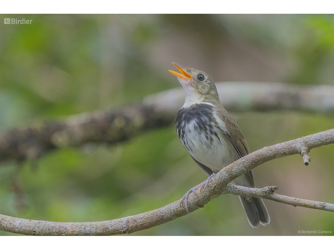 Corythopis delalandi