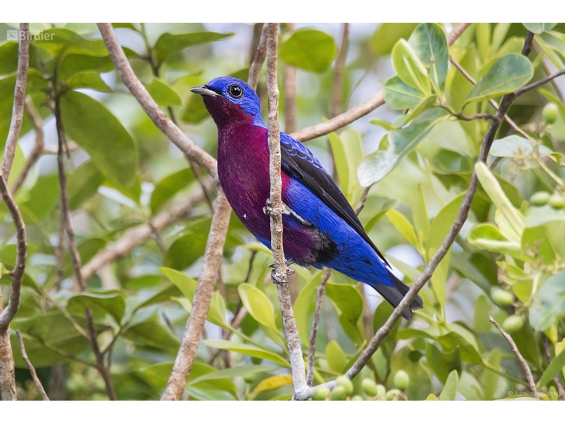 Cotinga cotinga