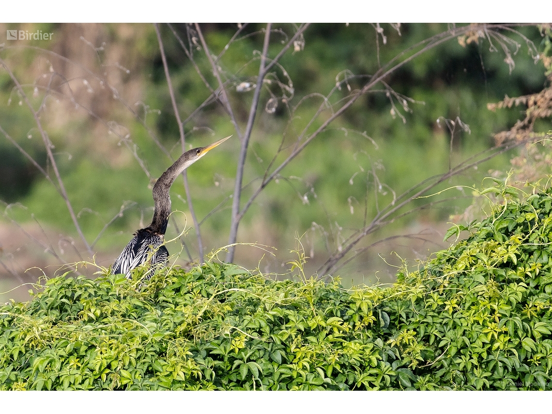 Anhinga anhinga
