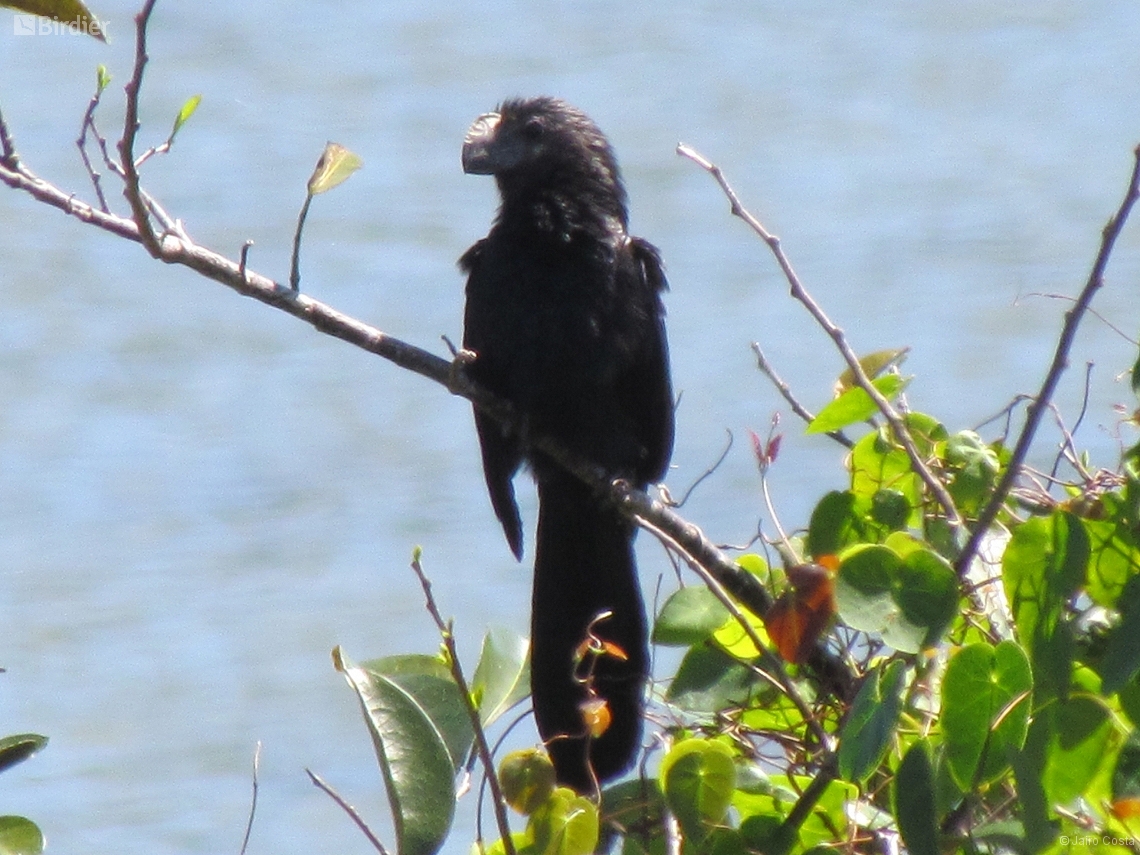 Crotophaga ani