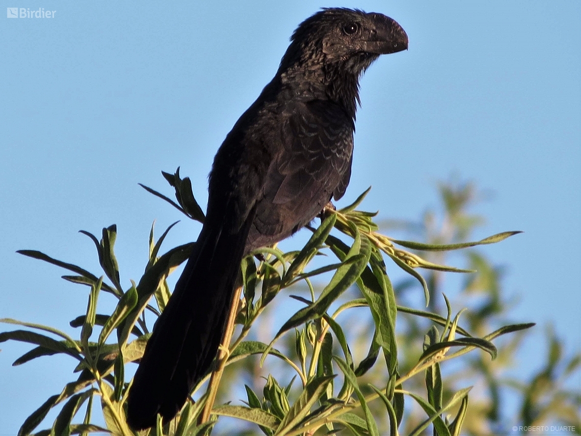 Crotophaga ani
