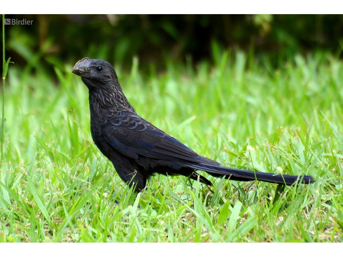 Crotophaga ani