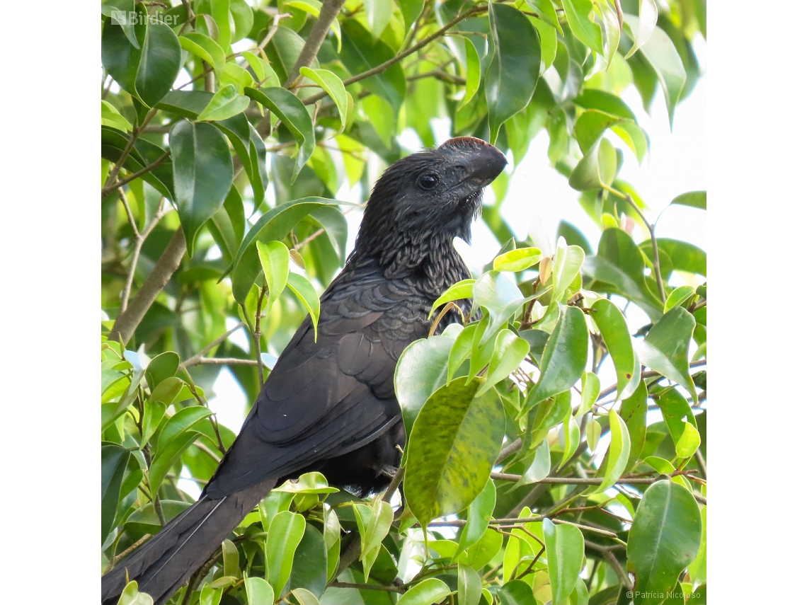 Crotophaga ani