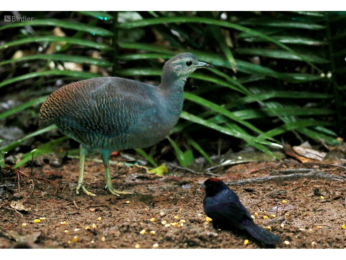 Crypturellus noctivagus