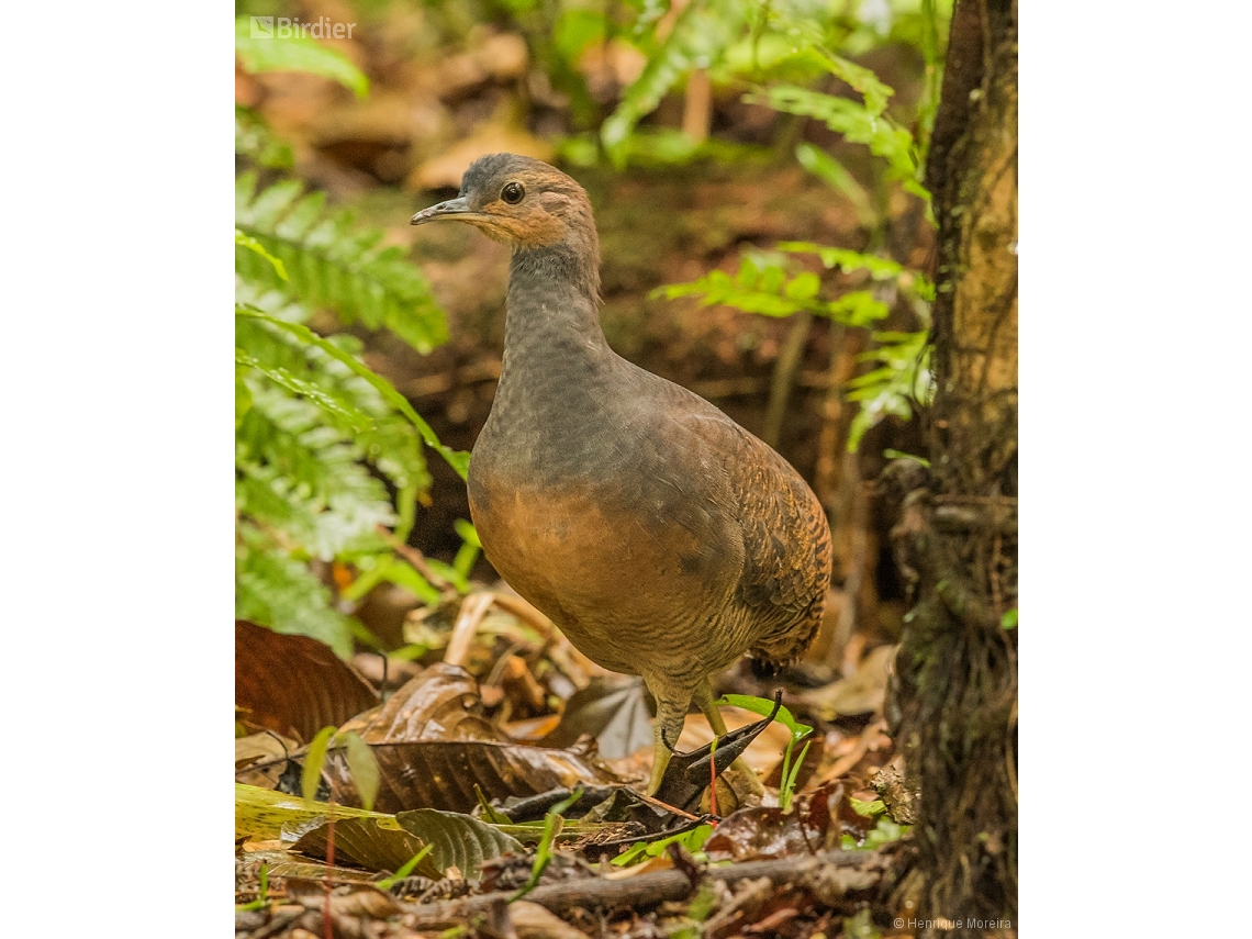 Crypturellus noctivagus