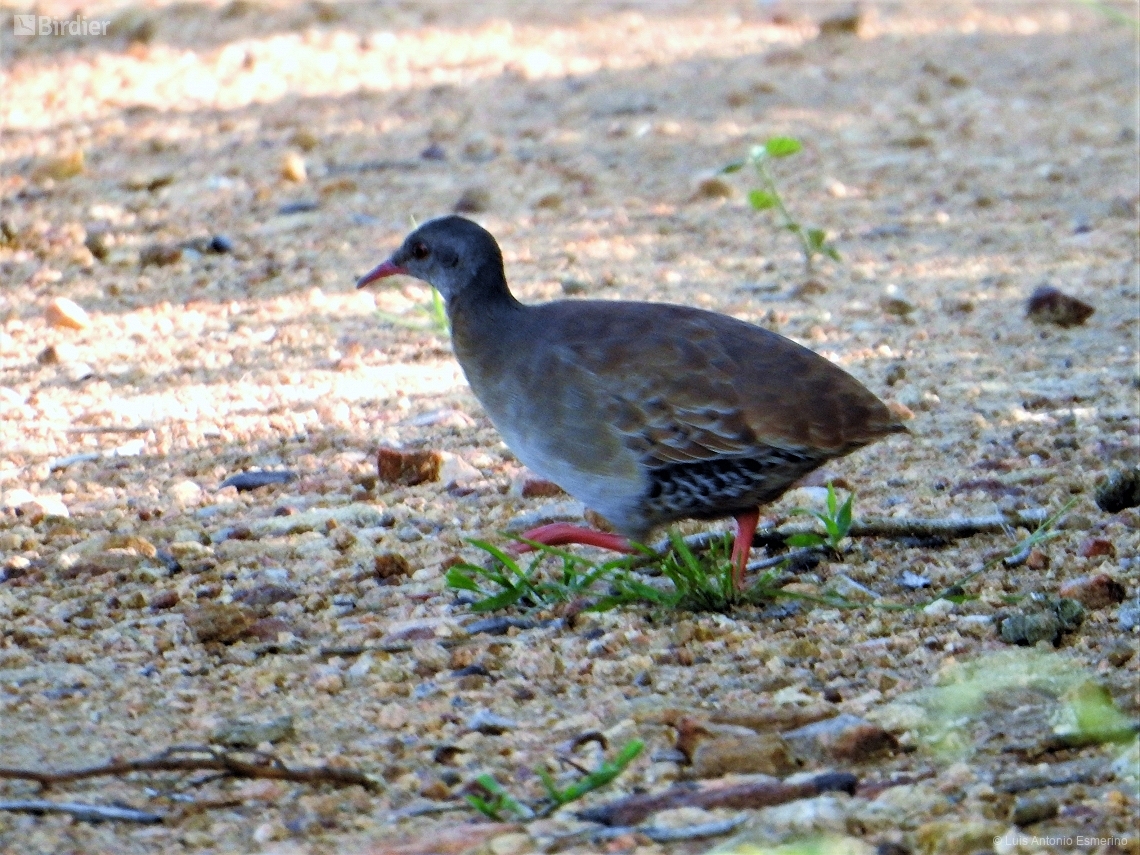 Crypturellus parvirostris