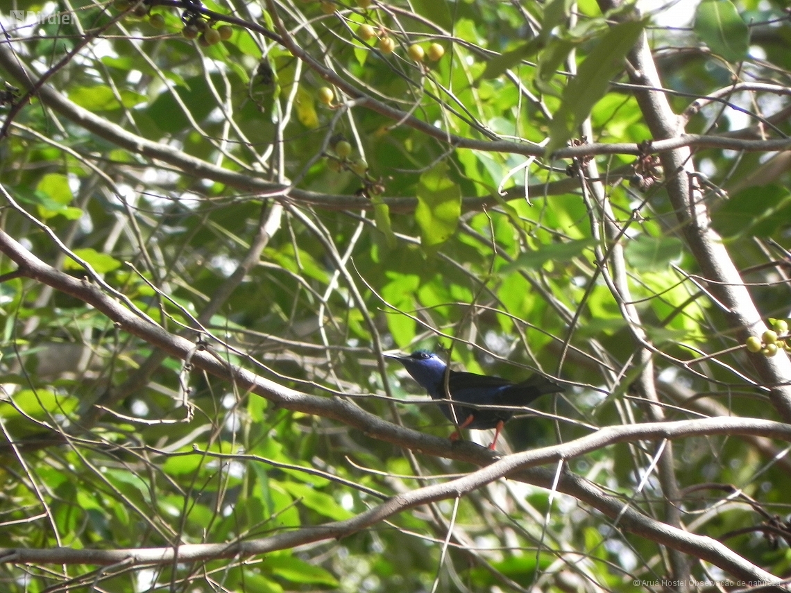 Cyanerpes cyaneus