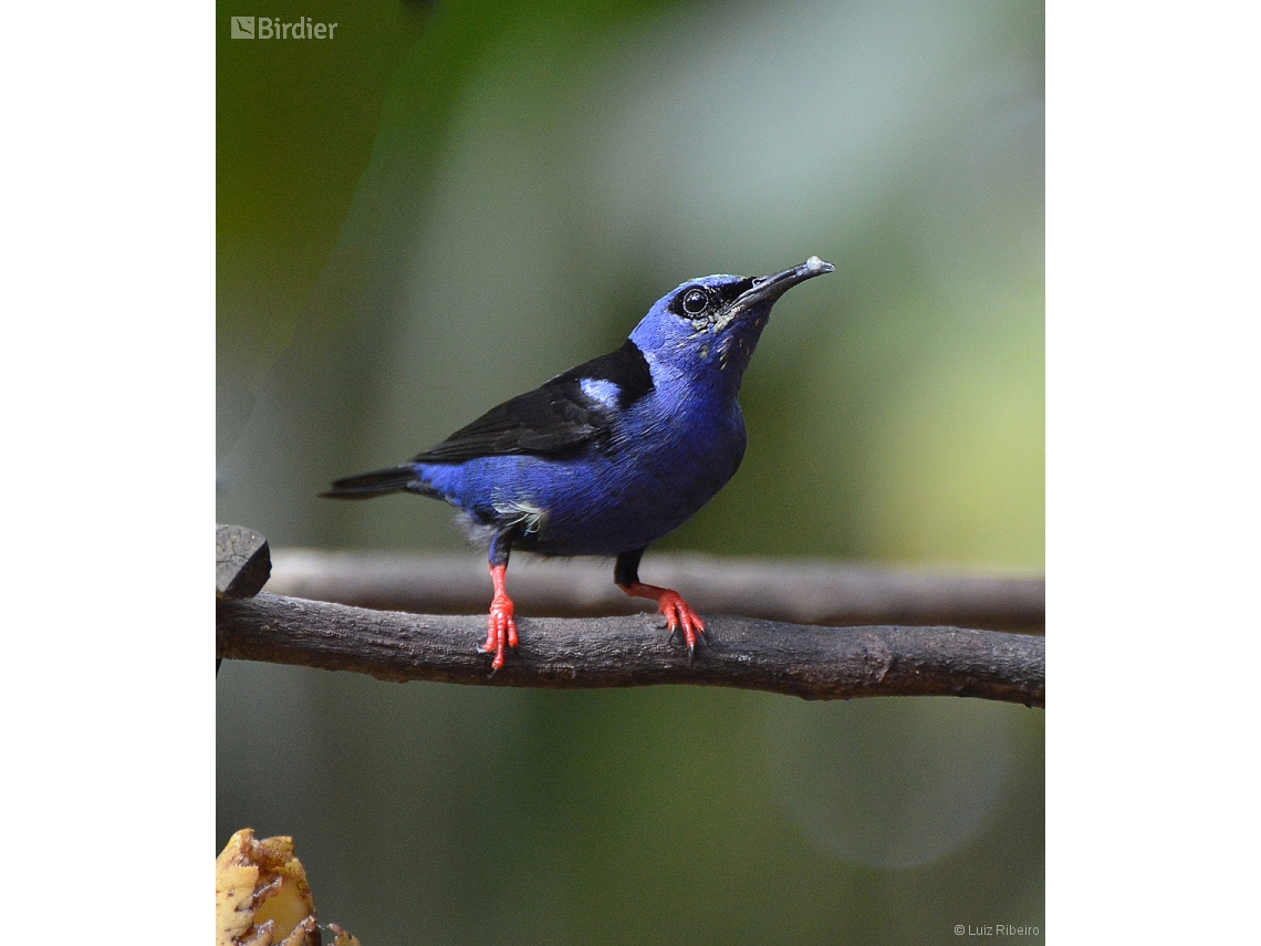Cyanerpes cyaneus