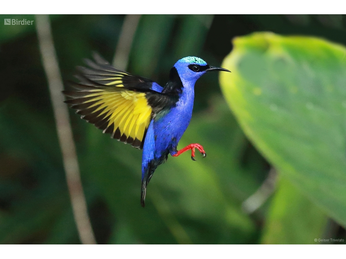 Cyanerpes cyaneus