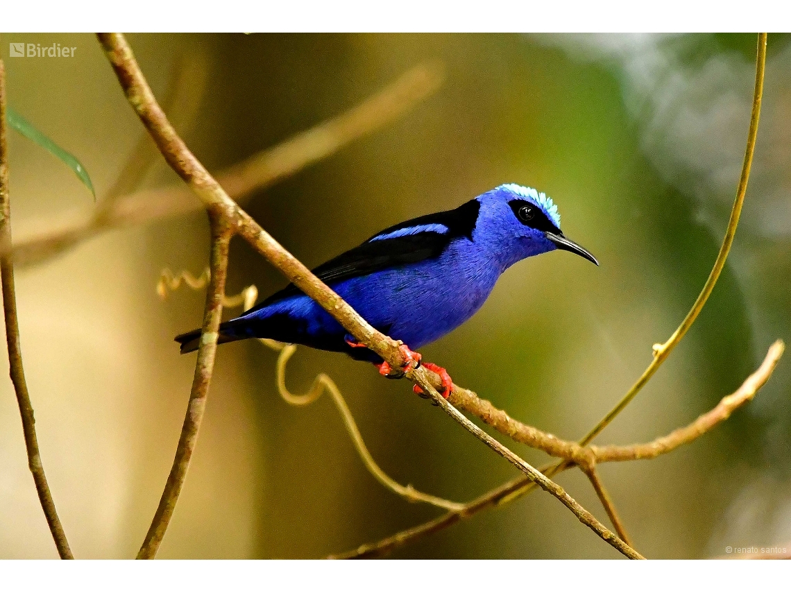 Cyanerpes cyaneus