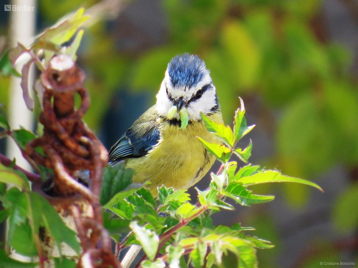 Cyanistes caeruleus
