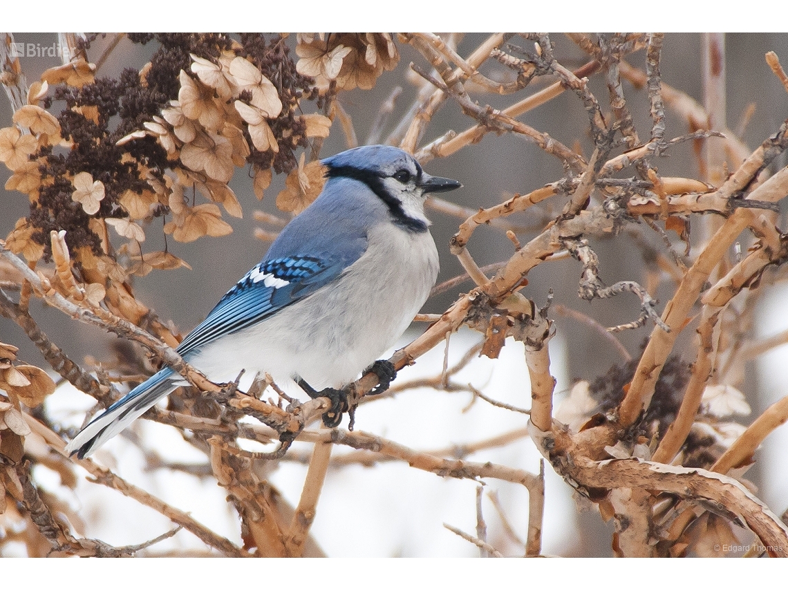 Cyanocitta cristata