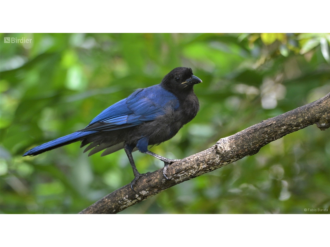 Cyanocorax coeruleus