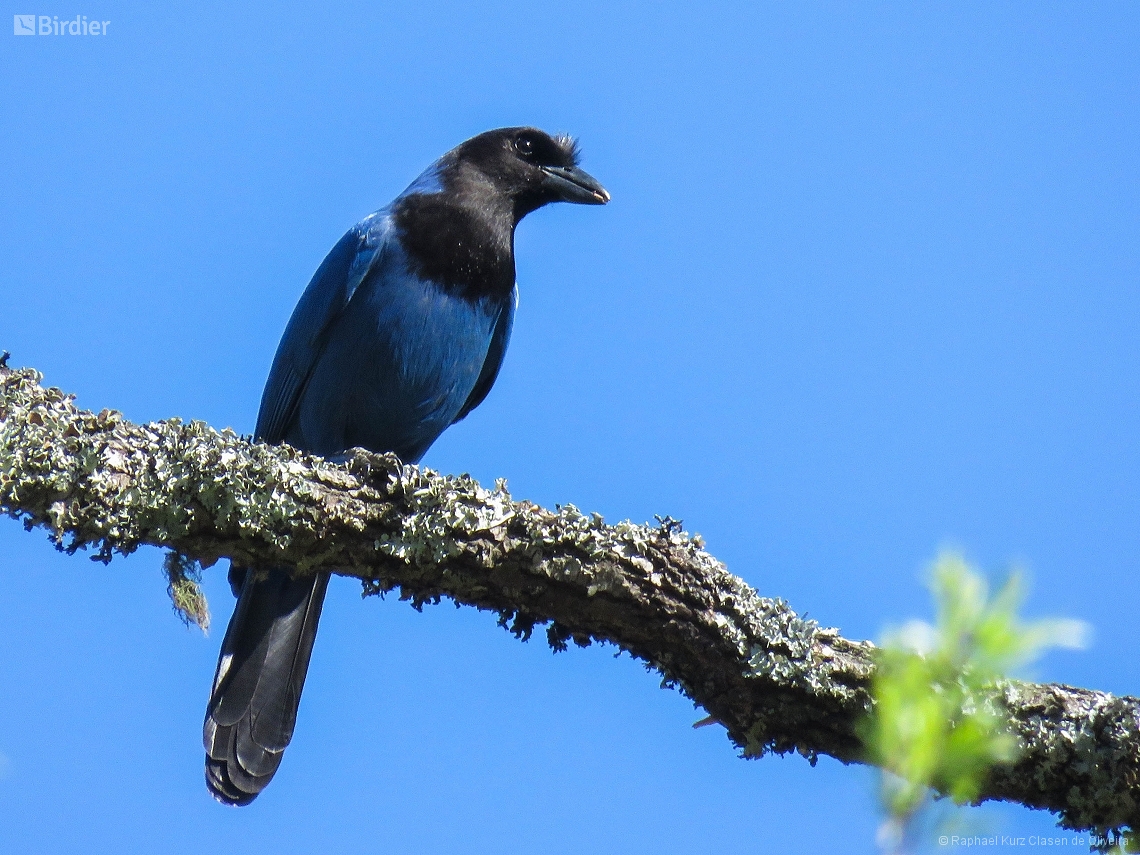 Cyanocorax coeruleus