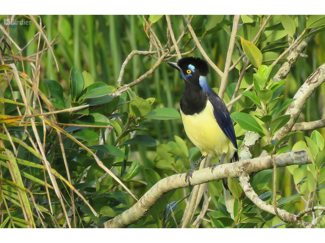 Cyanocorax chrysops