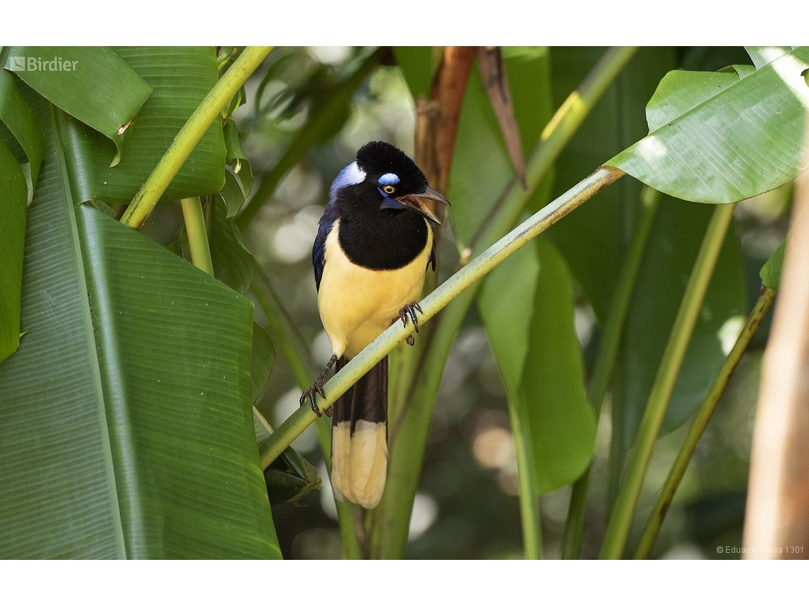 Cyanocorax chrysops