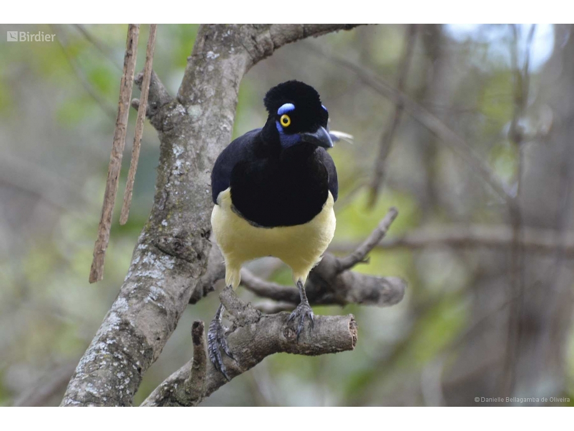 Cyanocorax chrysops