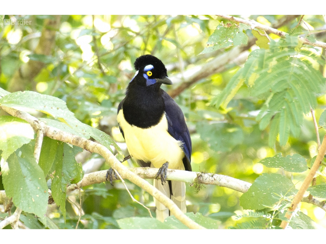 Cyanocorax chrysops