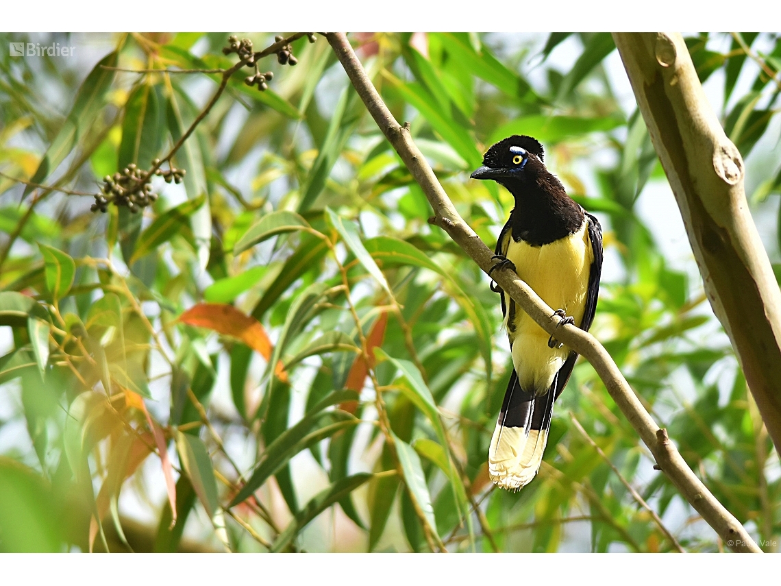 Cyanocorax chrysops
