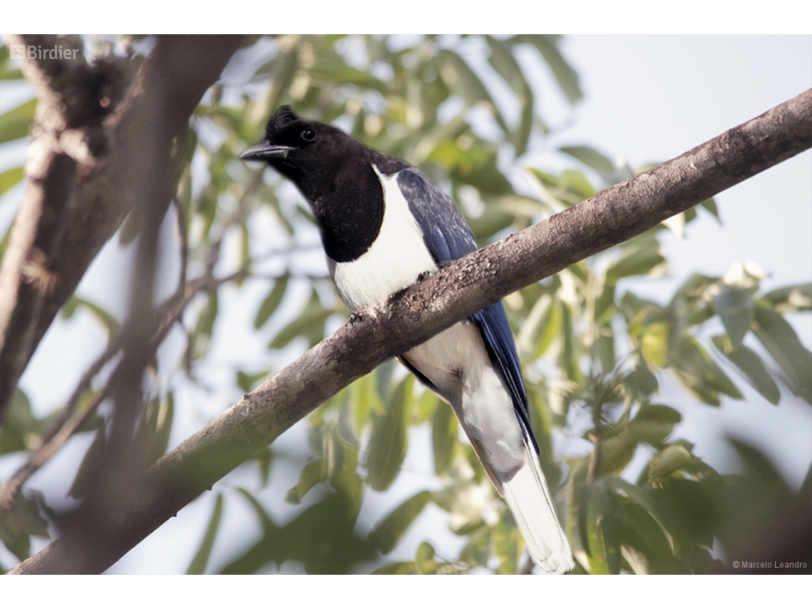 Cyanocorax cristatellus