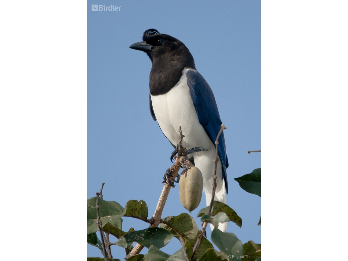 Cyanocorax cristatellus