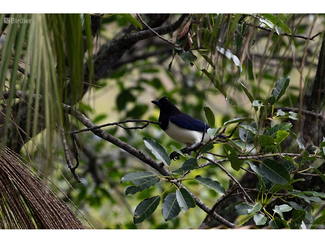 Cyanocorax cristatellus
